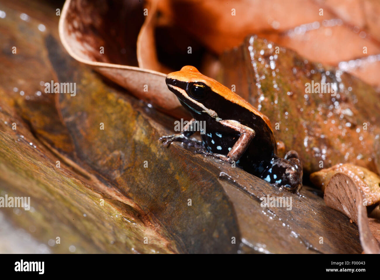 Mantella hires stock photography and images Alamy
