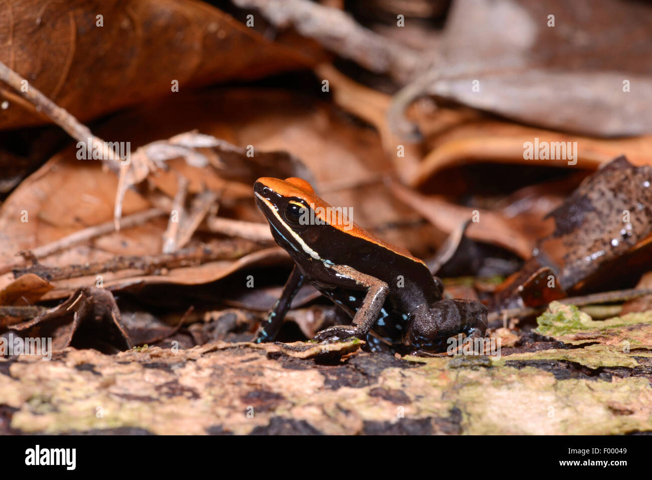 Betsileo Golden Frog, Bronze Mantella, Brown Mantella (Mantella