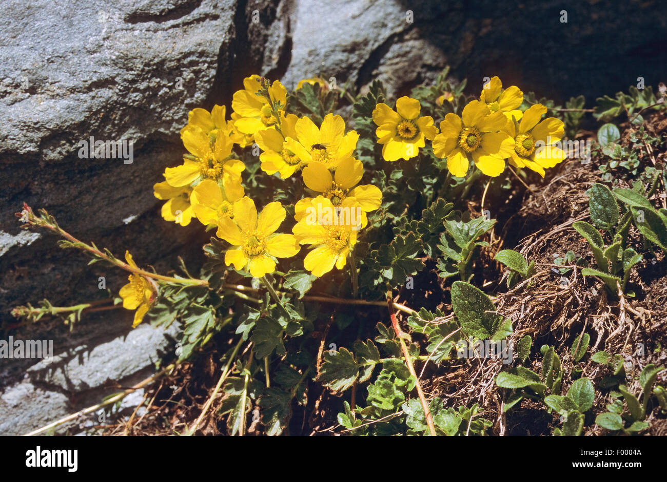Creeping Avens (Geum reptans), blooming, Germany Stock Photo