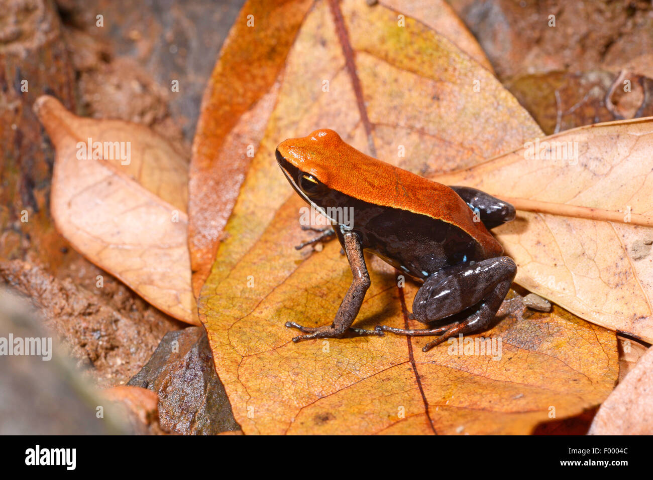 Betsileo Golden Frog, Bronze Mantella, Brown Mantella (Mantella