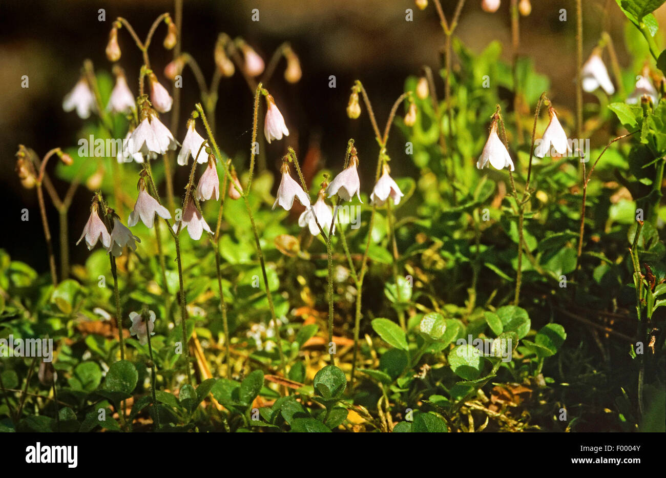 twinflower (Linnaea borealis), blooming, Germany Stock Photo