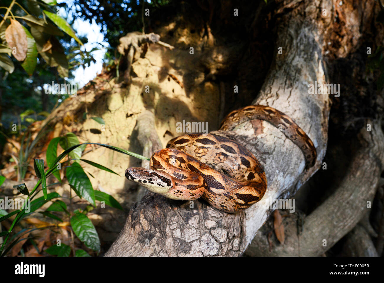Madagascan boa, Madagascar Ground Boa (Acrantophis madagascariensis