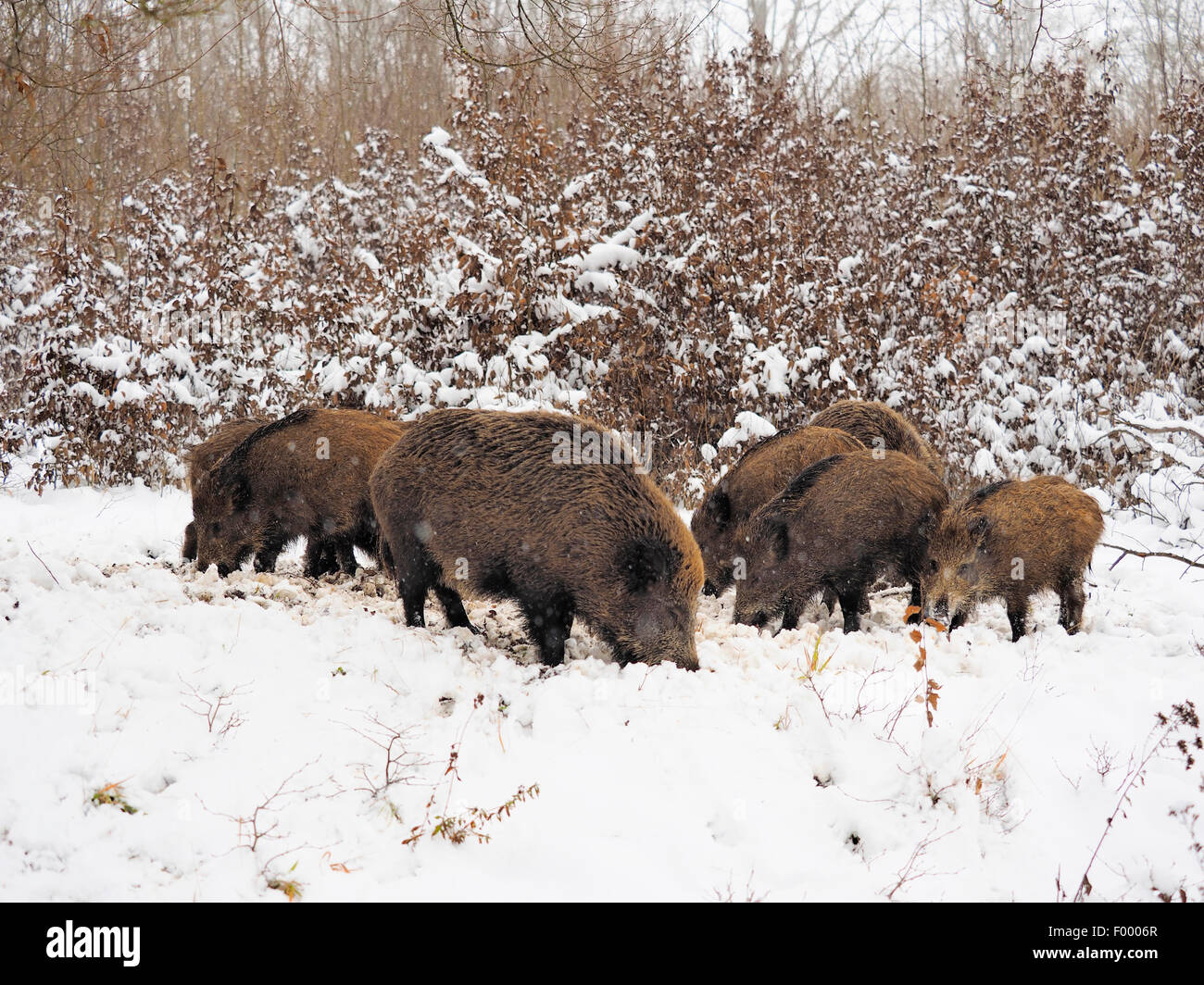 wild boar, pig, wild boar (Sus scrofa), sounder of wild boar on the feed in winter, Germany, Baden-Wuerttemberg Stock Photo