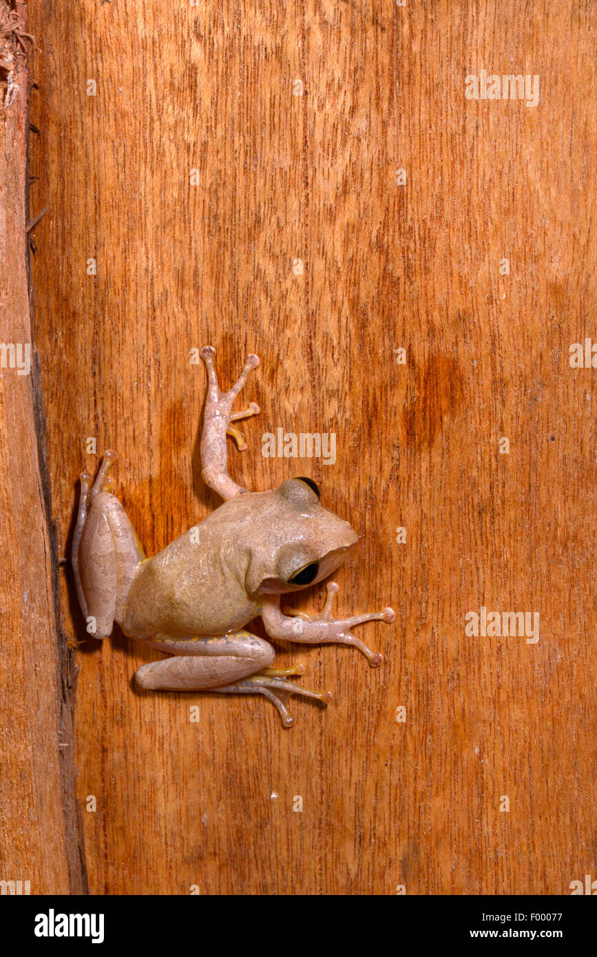 Dumeril's Bright-eyed Frog (Boophis tephraeomystax, Polypedates tephraeomystax), climbs on a wall made from wooden boards, Madagascar, Ankarana National Park Stock Photo