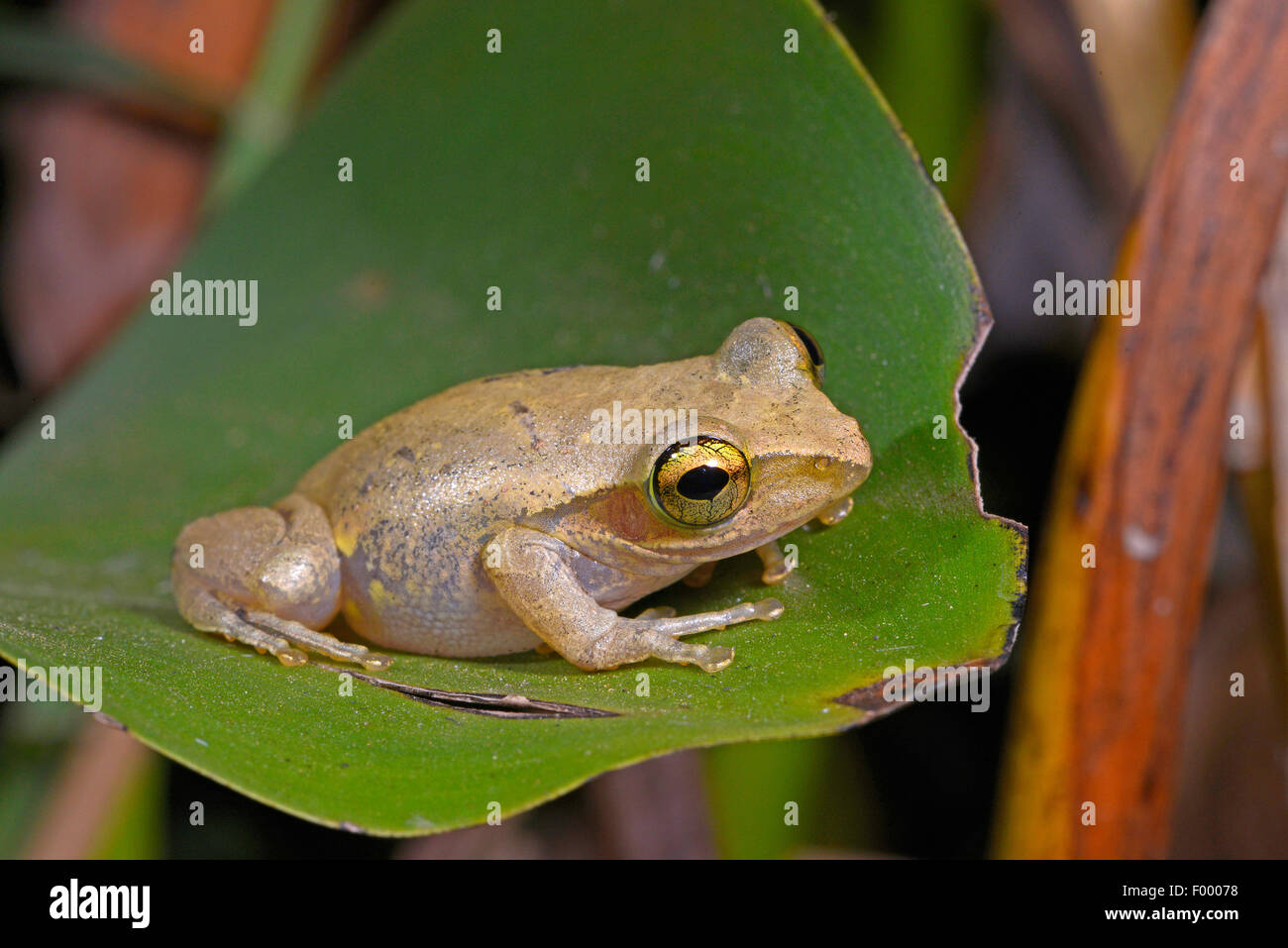 Dumeril's Bright-eyed Frog (Boophis tephraeomystax, Polypedates tephraeomystax), sits on a leaf, Madagascar, Ankarana National Park Stock Photo