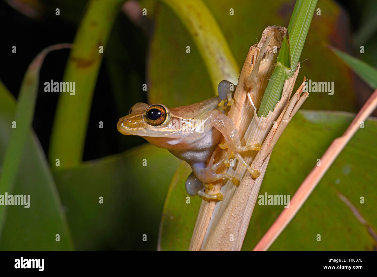 Dumeril's Bright-eyed Frog (Boophis tephraeomystax, Polypedates tephraeomystax), at a stem, Madagascar, Ankarana National Park Stock Photo