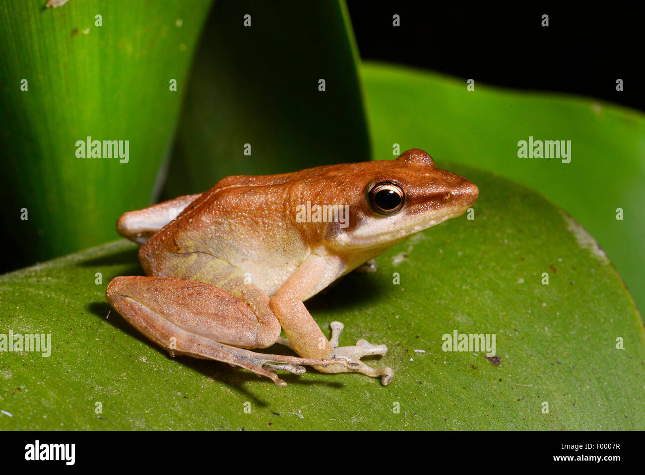 Witte's Madagascar Frog (Blommersia wittei, Mantidactylus wittei), sitting on a leaf, Madagascar, Ankarana National Park Stock Photo