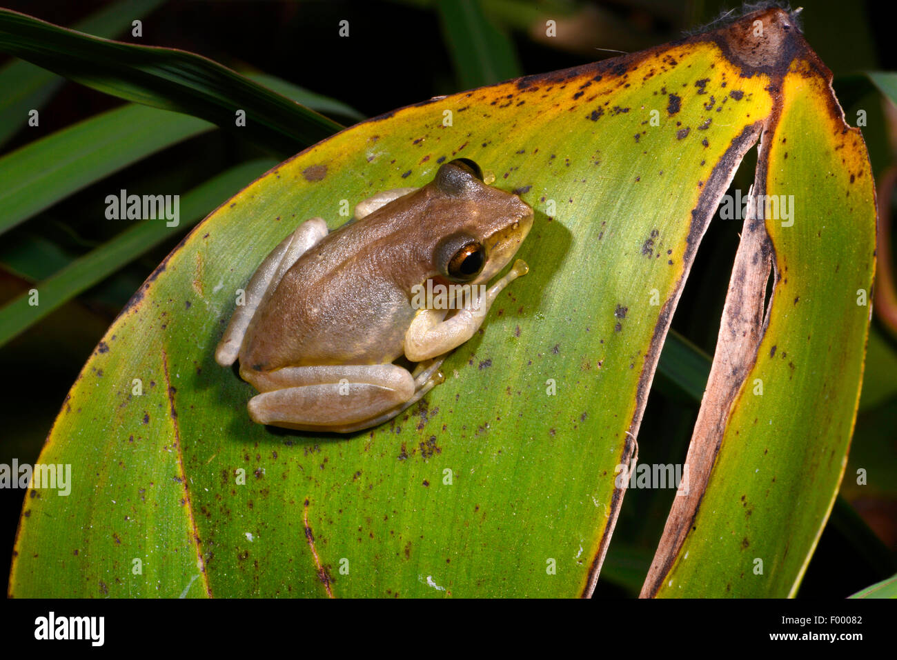 Dumeril's Bright-eyed Frog (Boophis tephraeomystax, Polypedates tephraeomystax), sits on a leaf, Madagascar, Ankarana National Park Stock Photo