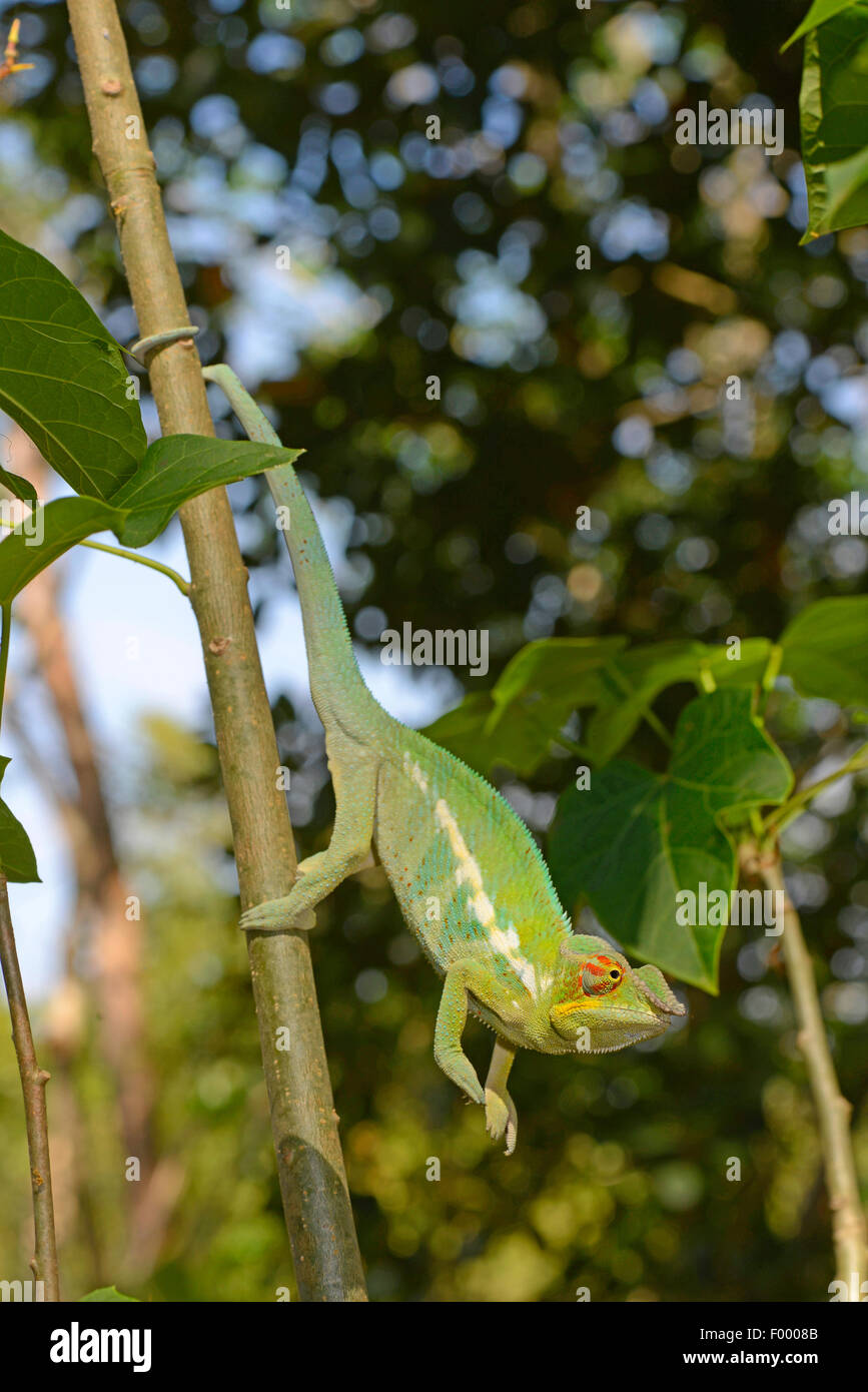 Panther chameleon (Furcifer pardalis, Chamaeleo pardalis), on a branch, Madagascar, Ankifi Stock Photo