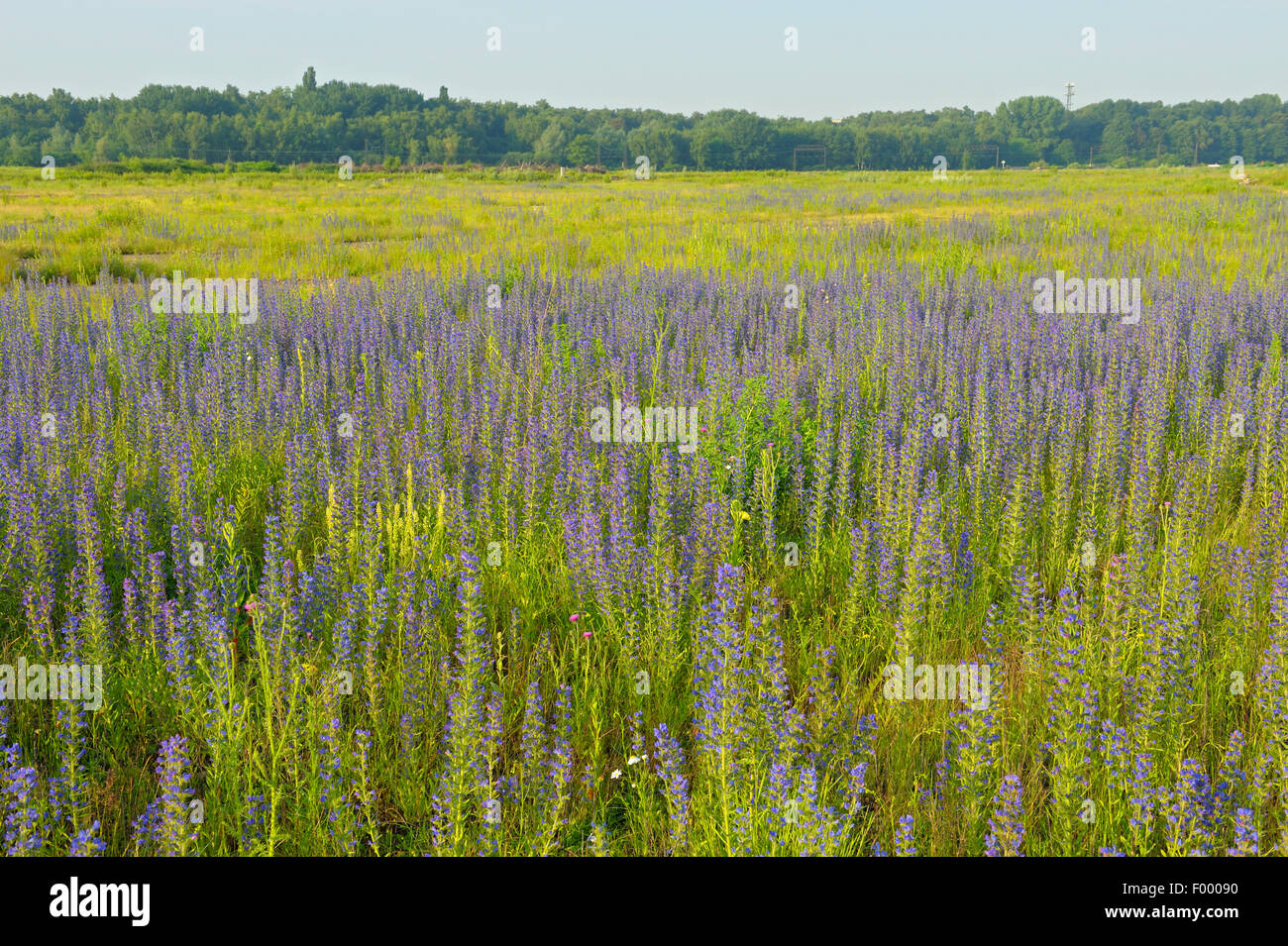 blueweed, blue devil, viper's bugloss, common viper's-bugloss (Echium vulgare), blooming on a industral ground, Germany, North Rhine-Westphalia Stock Photo