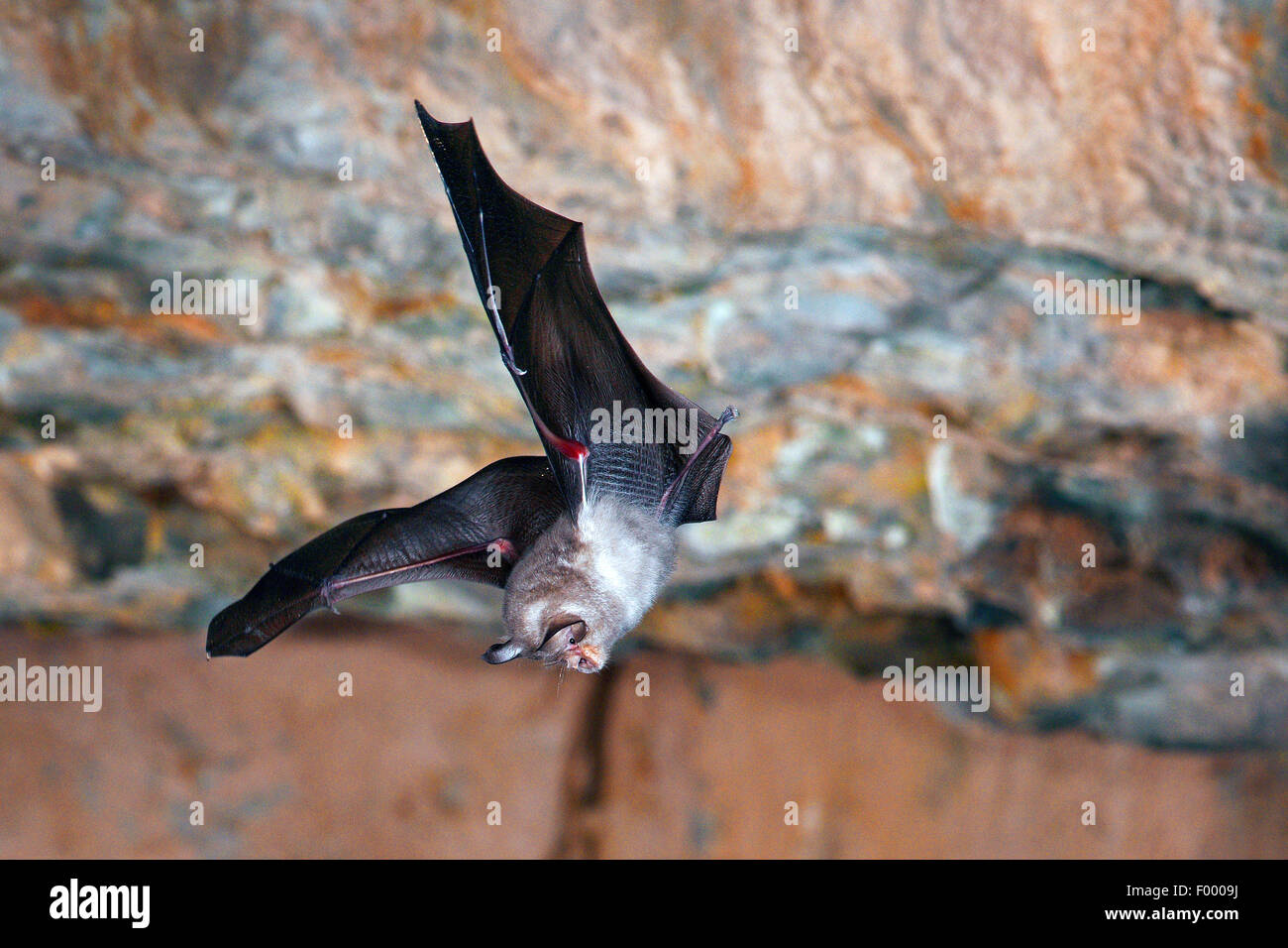 Lesser horseshoe bat (Rhinolophus hipposideros), flying through a cave passage, Germany, Thueringen, Rapolda Stock Photo