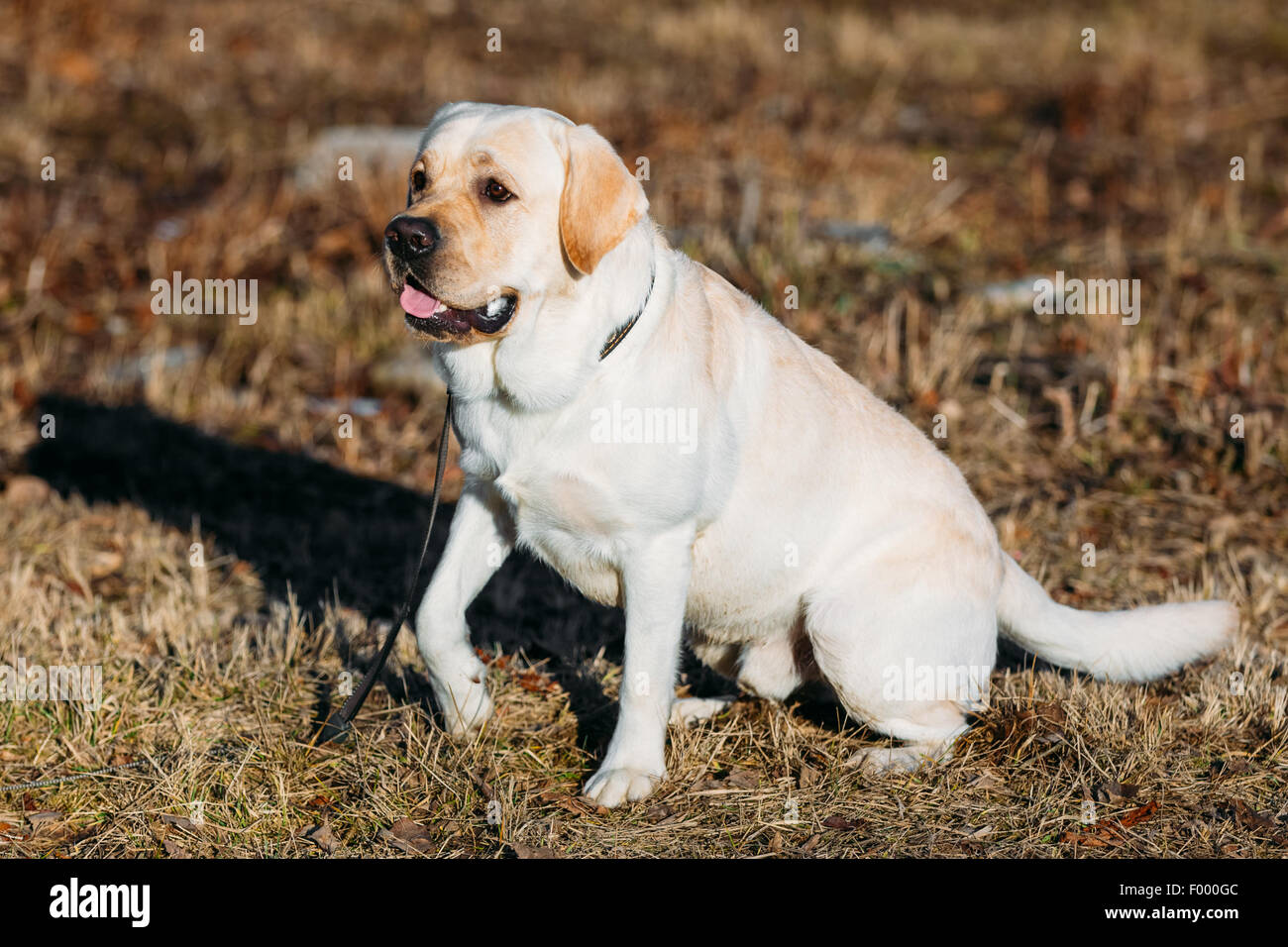 Beautiful White Labrador Retriever Lab Dog Staying Outdoor In Spring