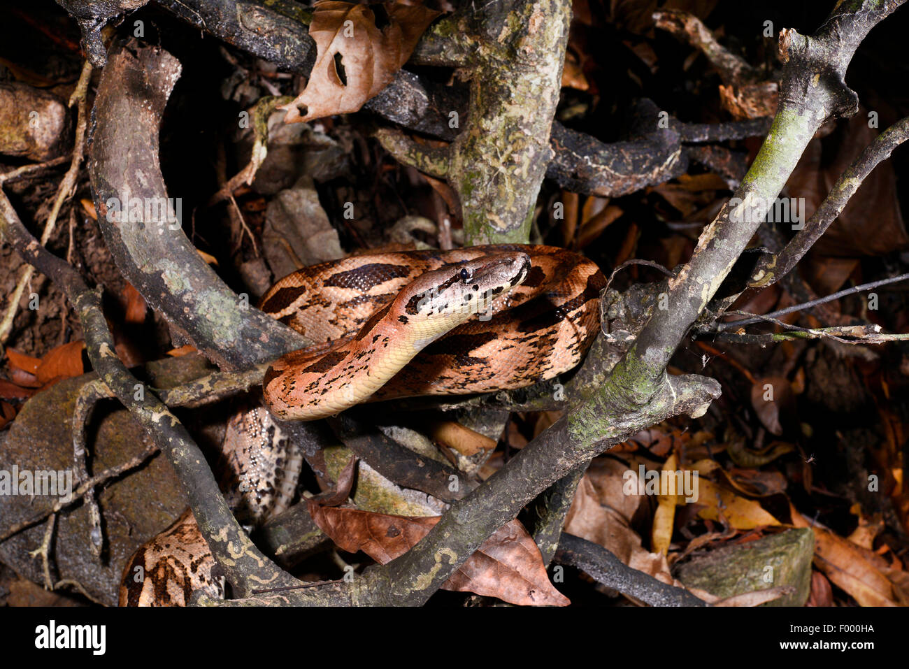 Madagascan boa, Madagascar Ground Boa (Acrantophis madagascariensis