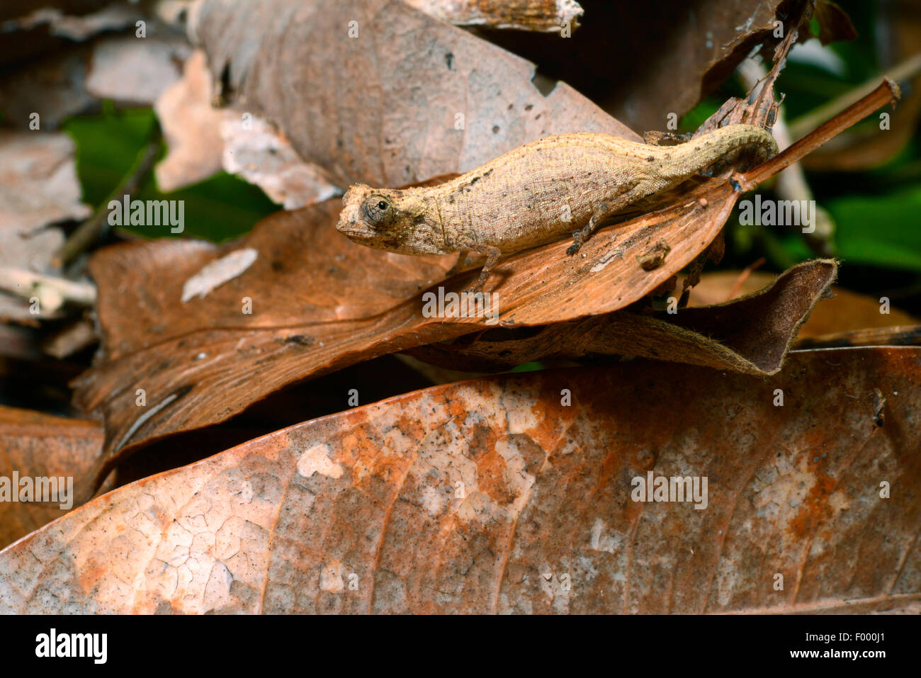 Minute leaf chameleon, Dwarf chameleon (Brookesia minima), on a withered leaf, Madagascar, Nosy Be, Lokobe Reserva Stock Photo