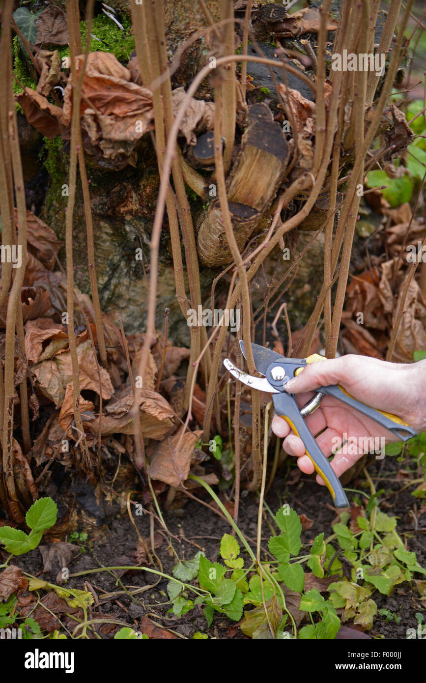 Common hazel (Corylus avellana), cutting side shoots of a young hazel bush, Germany Stock Photo