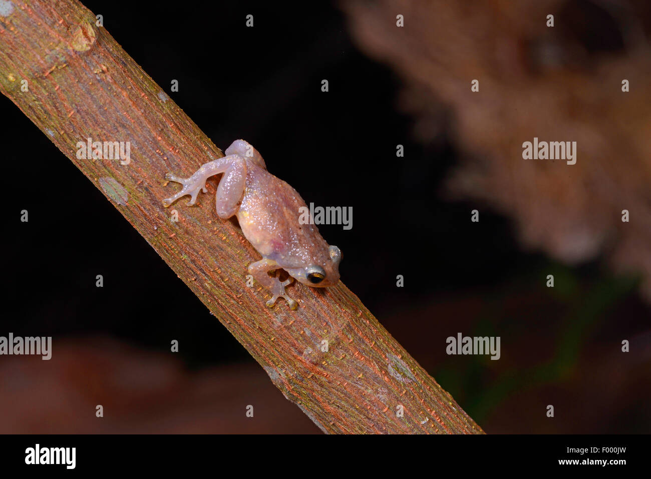 Whistling Treefrog (Cophyla spec., Cophyla phyllodactyla oder Cophyla occultans), female, Madagascar, Nosy Be, Lokobe Reserva Stock Photo