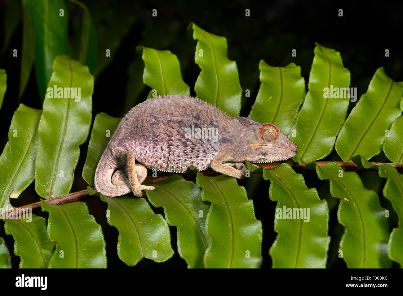 Panther chameleon (Furcifer pardalis, Chamaeleo pardalis), sleeping juvenile, Madagascar, Nosy Be, Lokobe Reserva Stock Photo