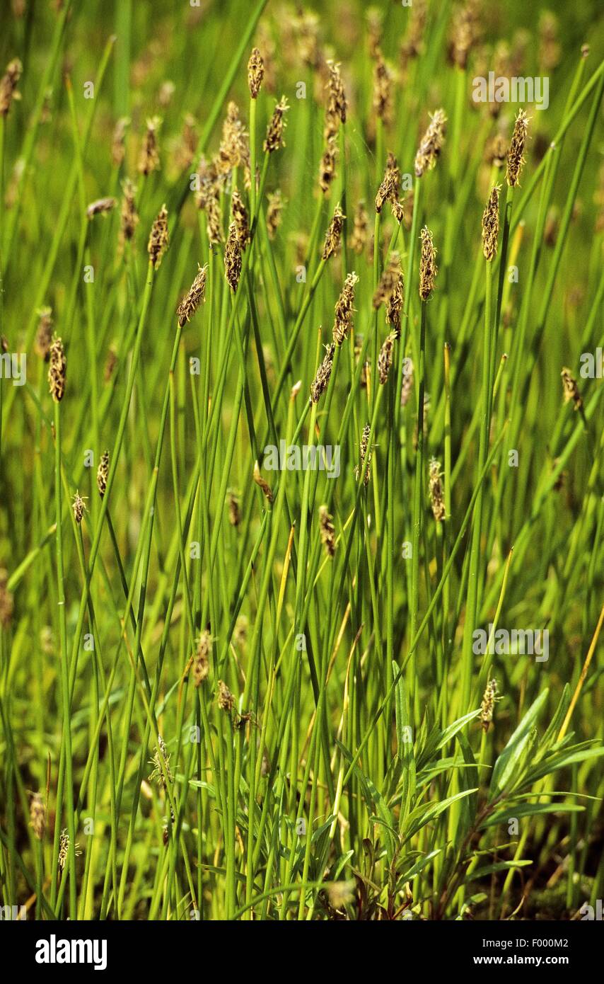 creeping spike-rush, common spike-rush, pale spike-rush (Eleocharis palustris), blooming, Germany Stock Photo