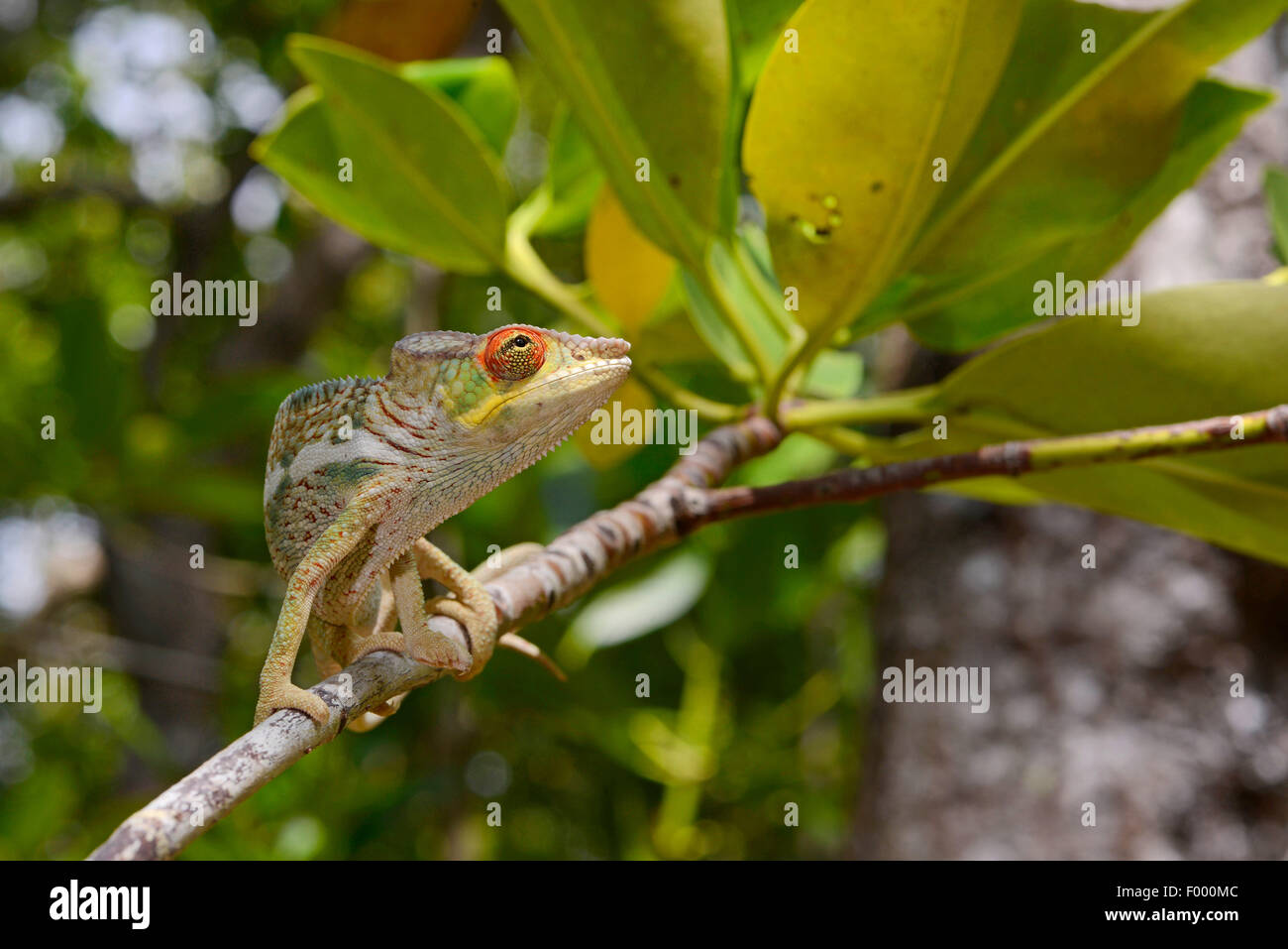 Panther chameleon (Furcifer pardalis, Chamaeleo pardalis), seeks shadow, Madagascar, Nosy Be, Lokobe Reserva Stock Photo