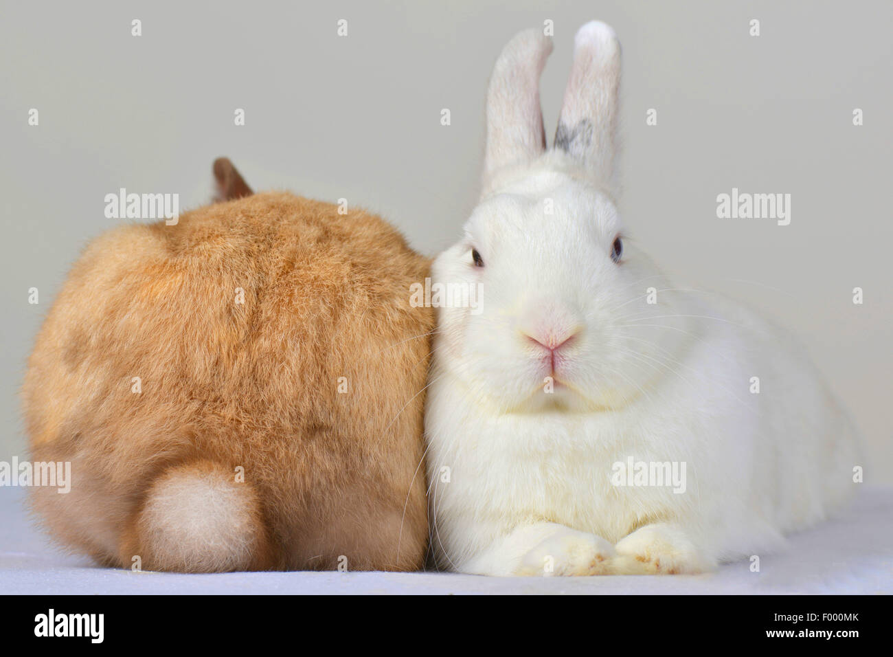Netherland Dwarf (Oryctolagus cuniculus f. domestica), two rabbits