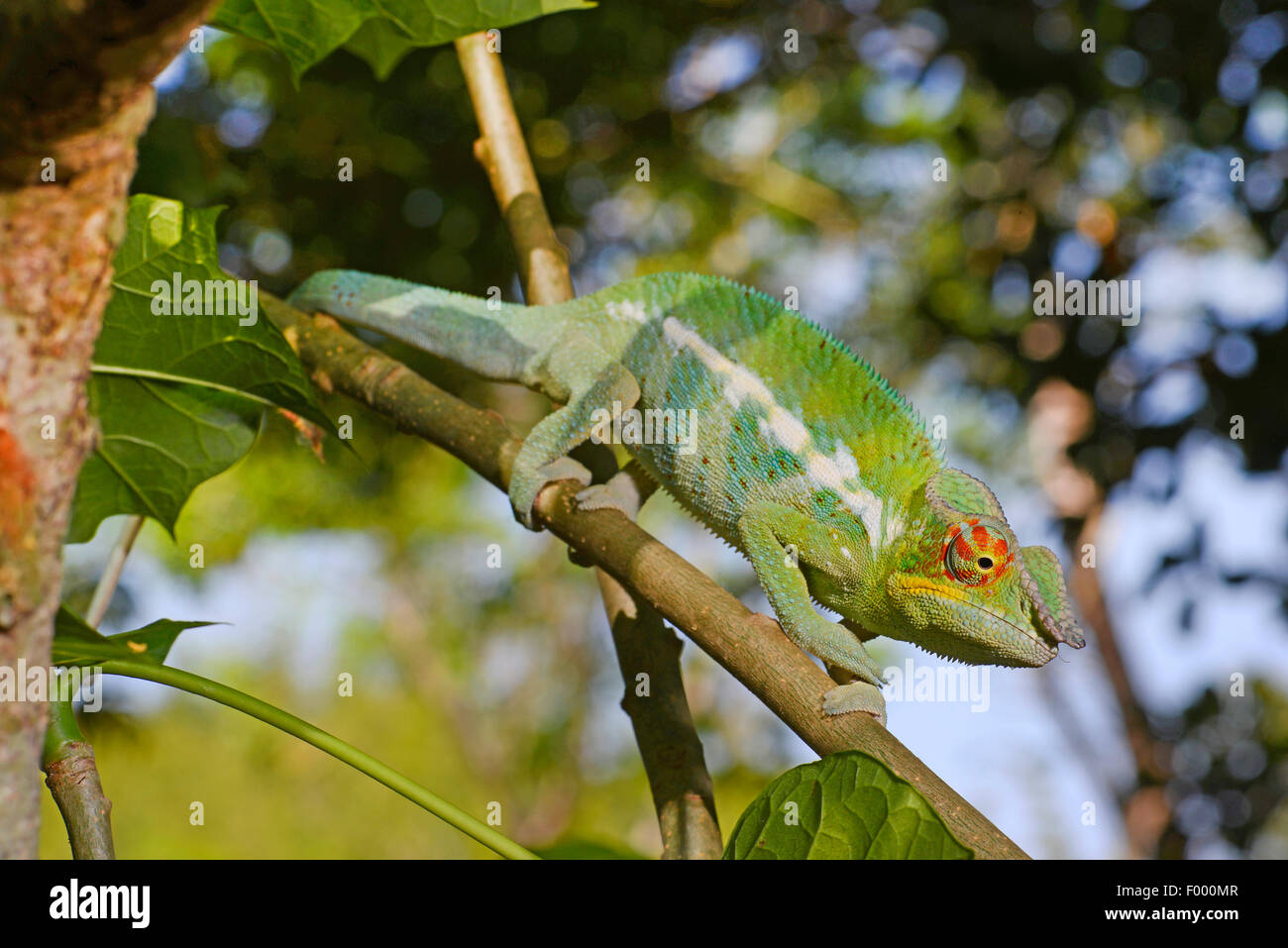 Panther chameleon (Furcifer pardalis, Chamaeleo pardalis), on a branch, Madagascar, Ankifi Stock Photo