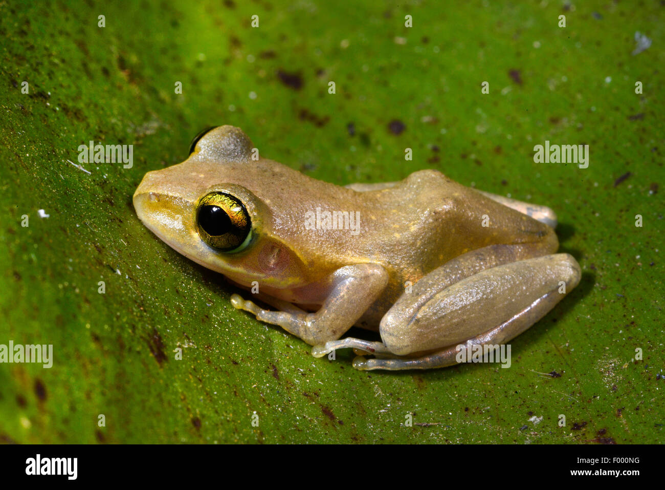 Dumeril's Brighteyed Frog (Boophis tephraeomystax, Polypedates