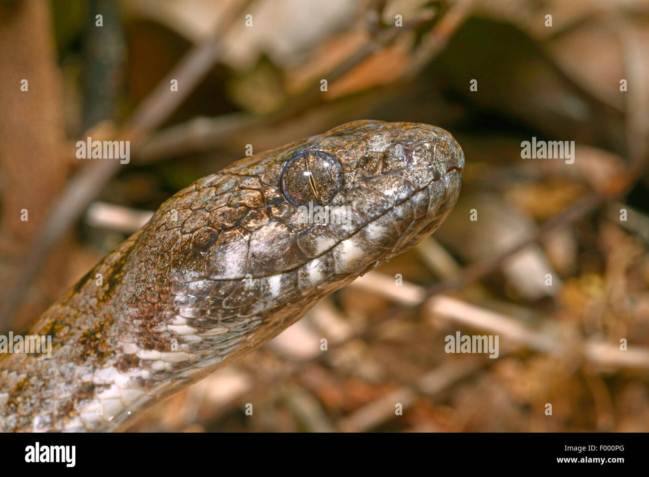 Madagascar cat eyed snake (Madagascarophis colubrinus), portrait