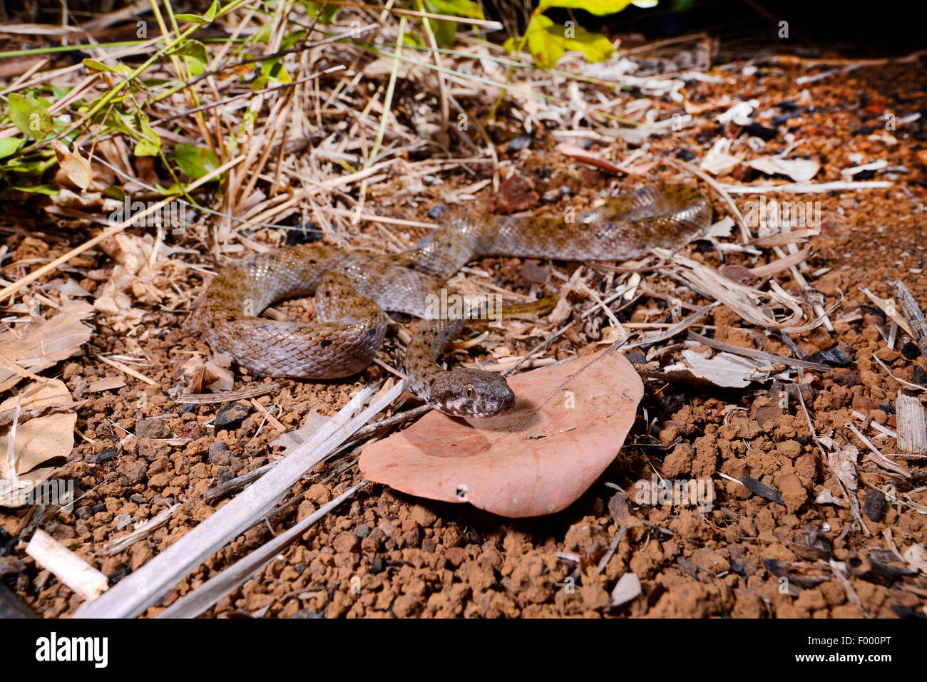 Madagascar cat eyed snake (Madagascarophis colubrinus), creeping on the