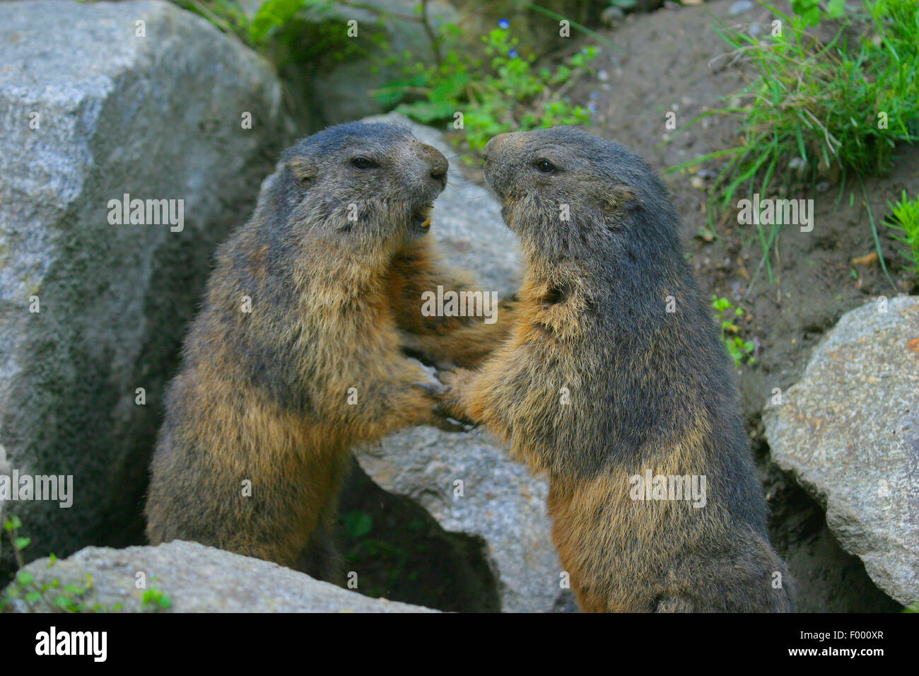 alpine marmot (Marmota marmota), two fighting marmots, Austria Stock Photo