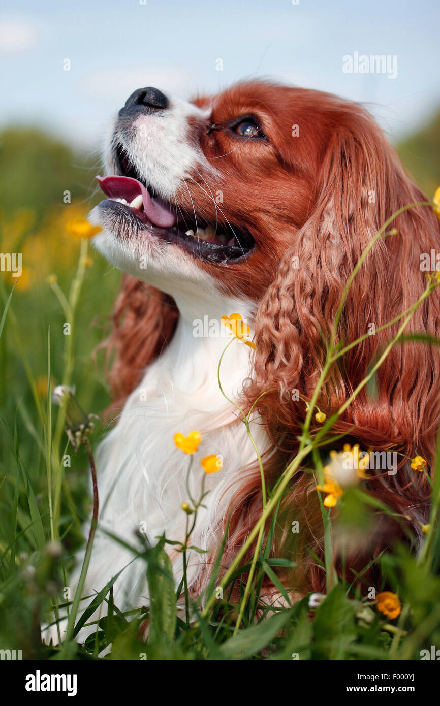 Cavalier King Charles Spaniel (Canis lupus f. familiaris), lying in a flower meadow and looking up, portrait Stock Photo