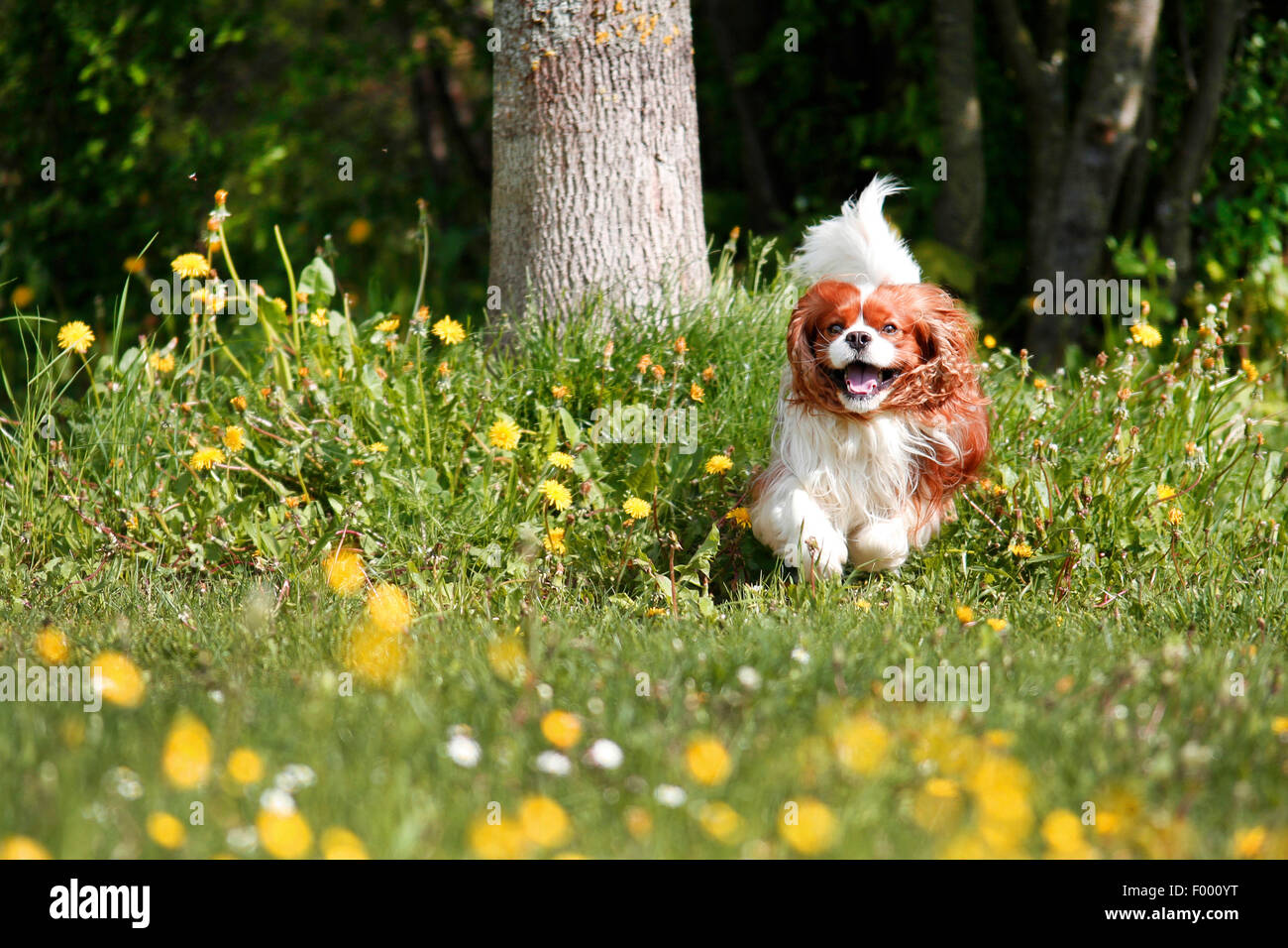 Cavalier King Charles Spaniel (Canis lupus f. familiaris), running over a flower meadow Stock Photo