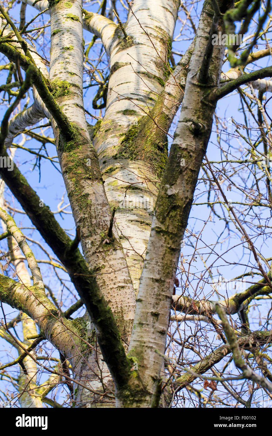 European aspen (Populus tremula), trunk, Germany Stock Photo