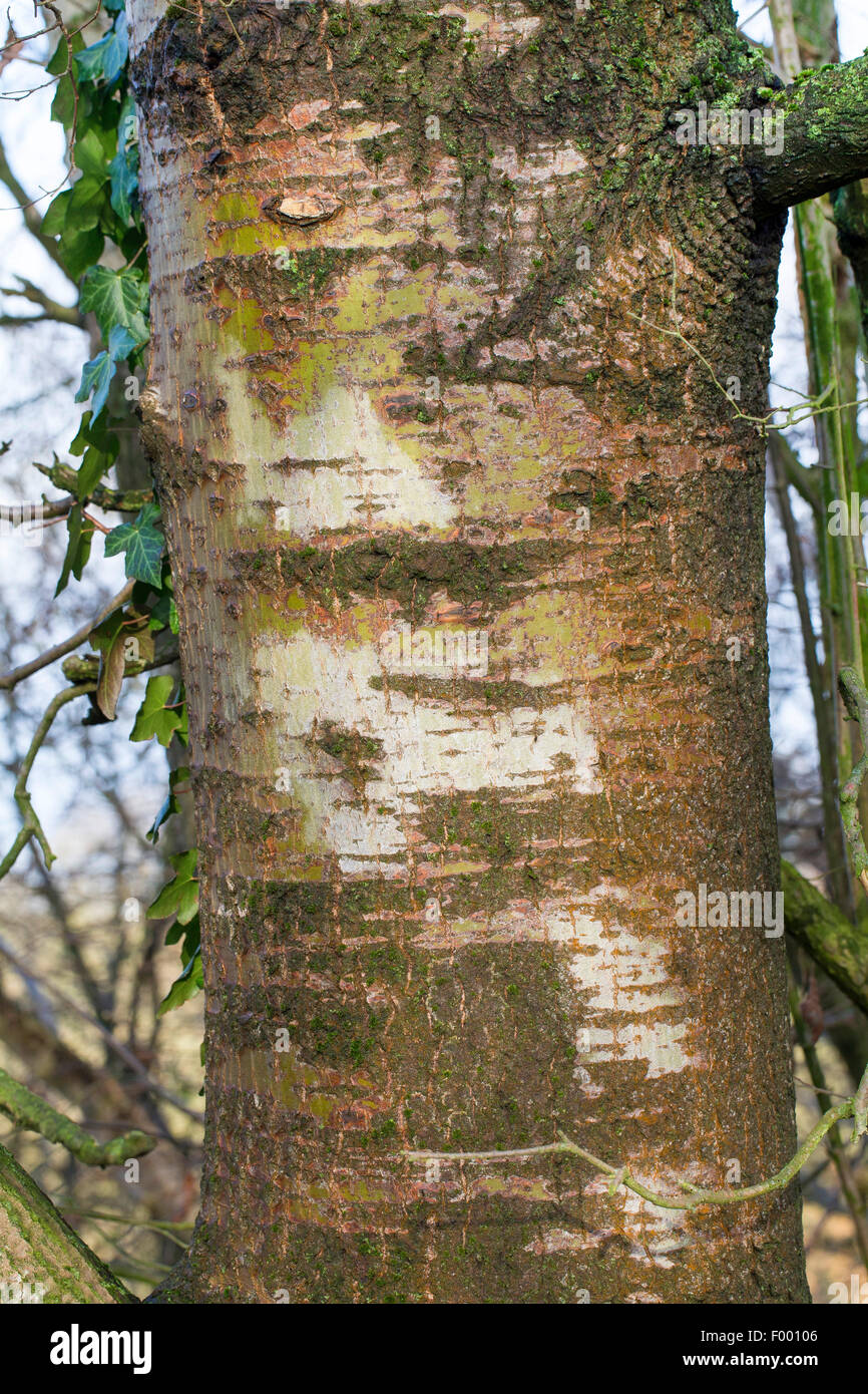 European aspen (Populus tremula), trunk, Germany Stock Photo
