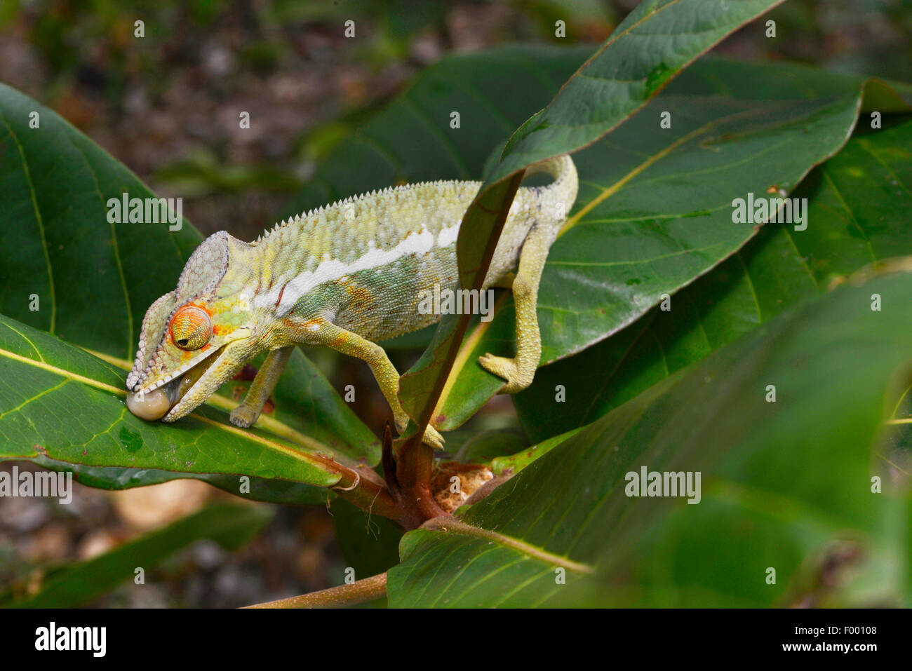 chameleon drinking system