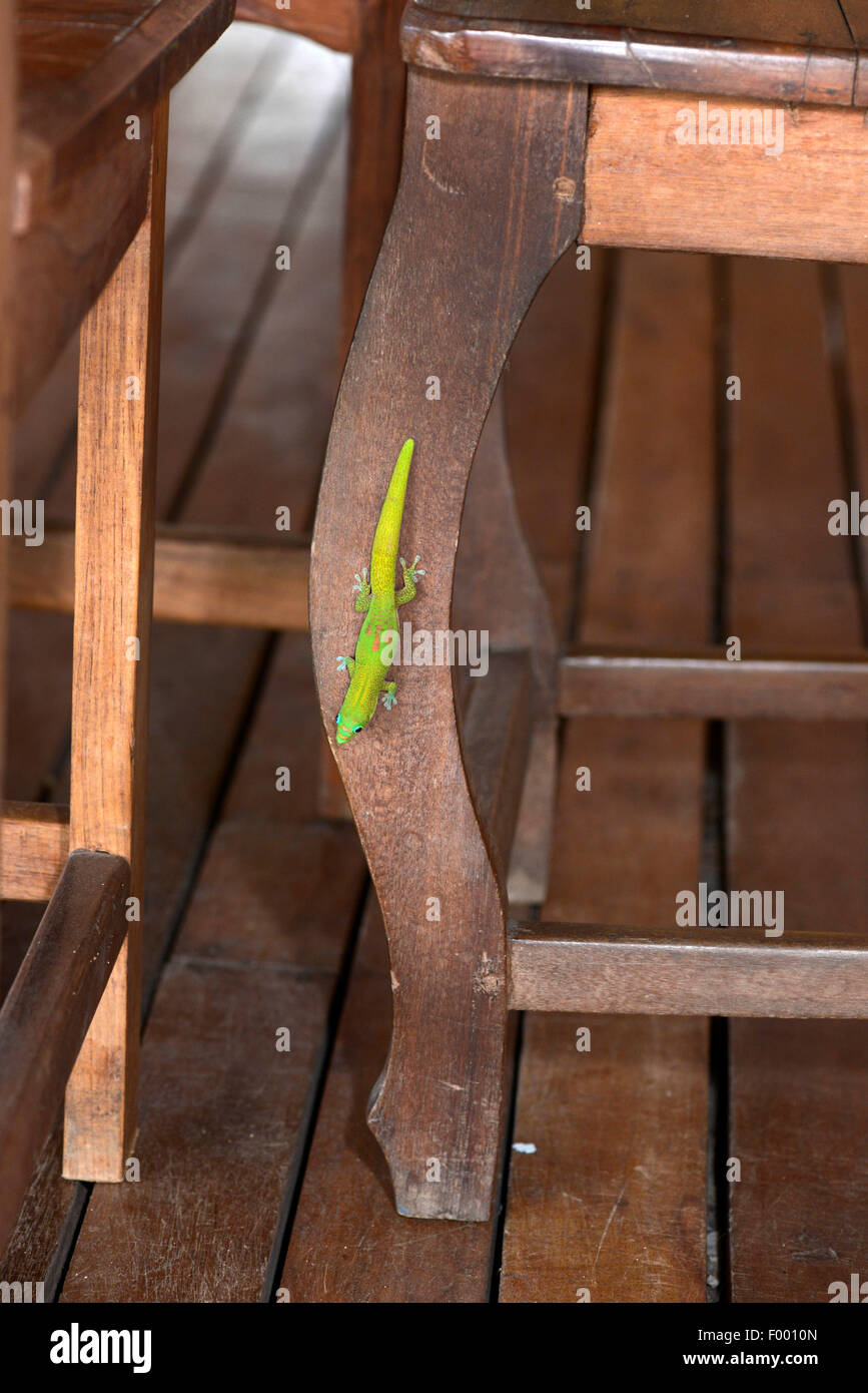 Gold dust day gecko (Phelsuma laticauda), juvenile sits at a chair leg, Madagascar, Nosy Be, Lokobe Reserva Stock Photo