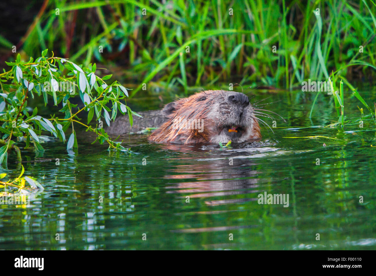 Eurasian beaver, European beaver (Castor fiber), feeds fresh willow twigs while swimming, Switzerland, Lake Constance Stock Photo