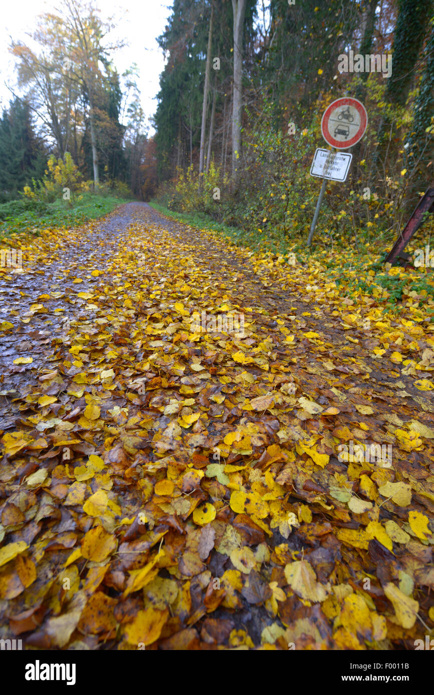 forest path in autumn, Germany, Aichtal Stock Photo