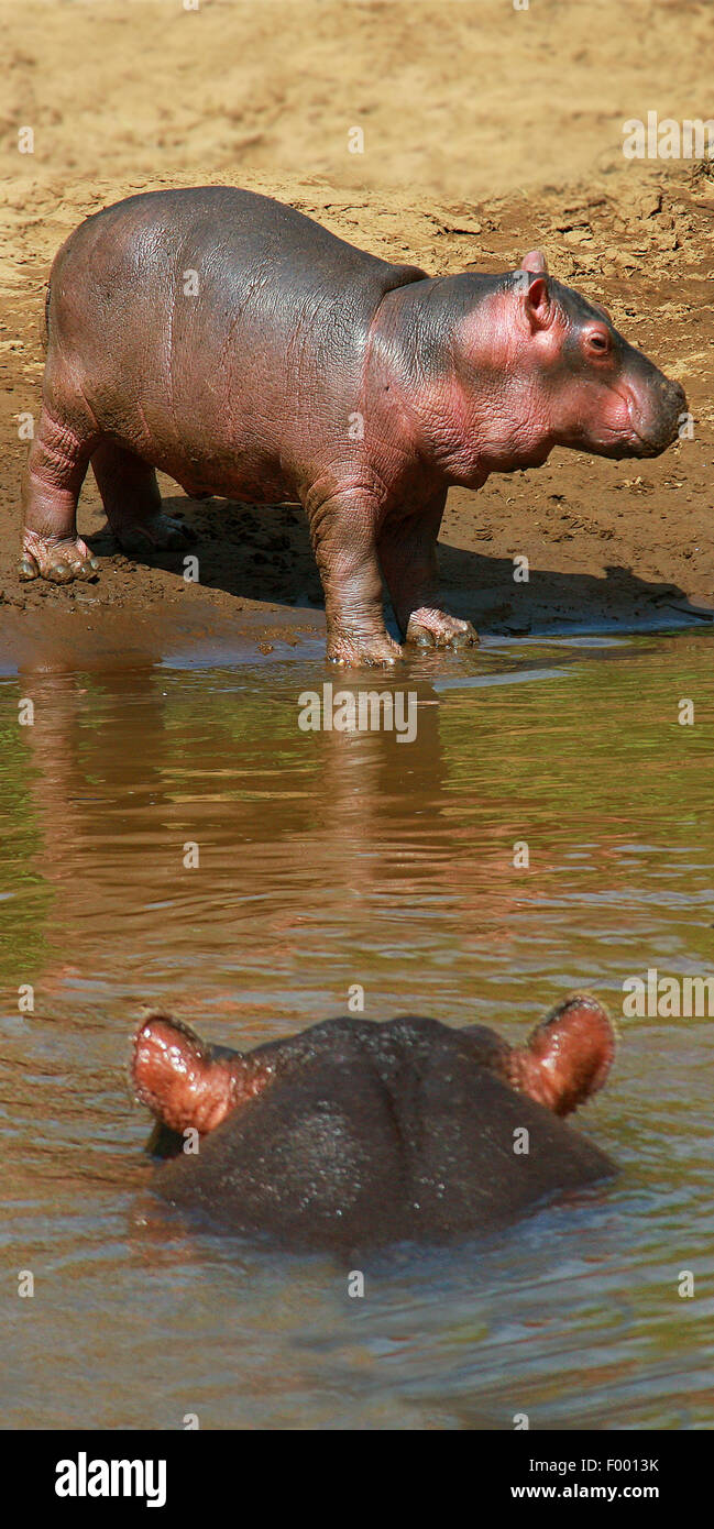 hippopotamus, hippo, Common hippopotamus (Hippopotamus amphibius), adult with pup, Africa Stock Photo