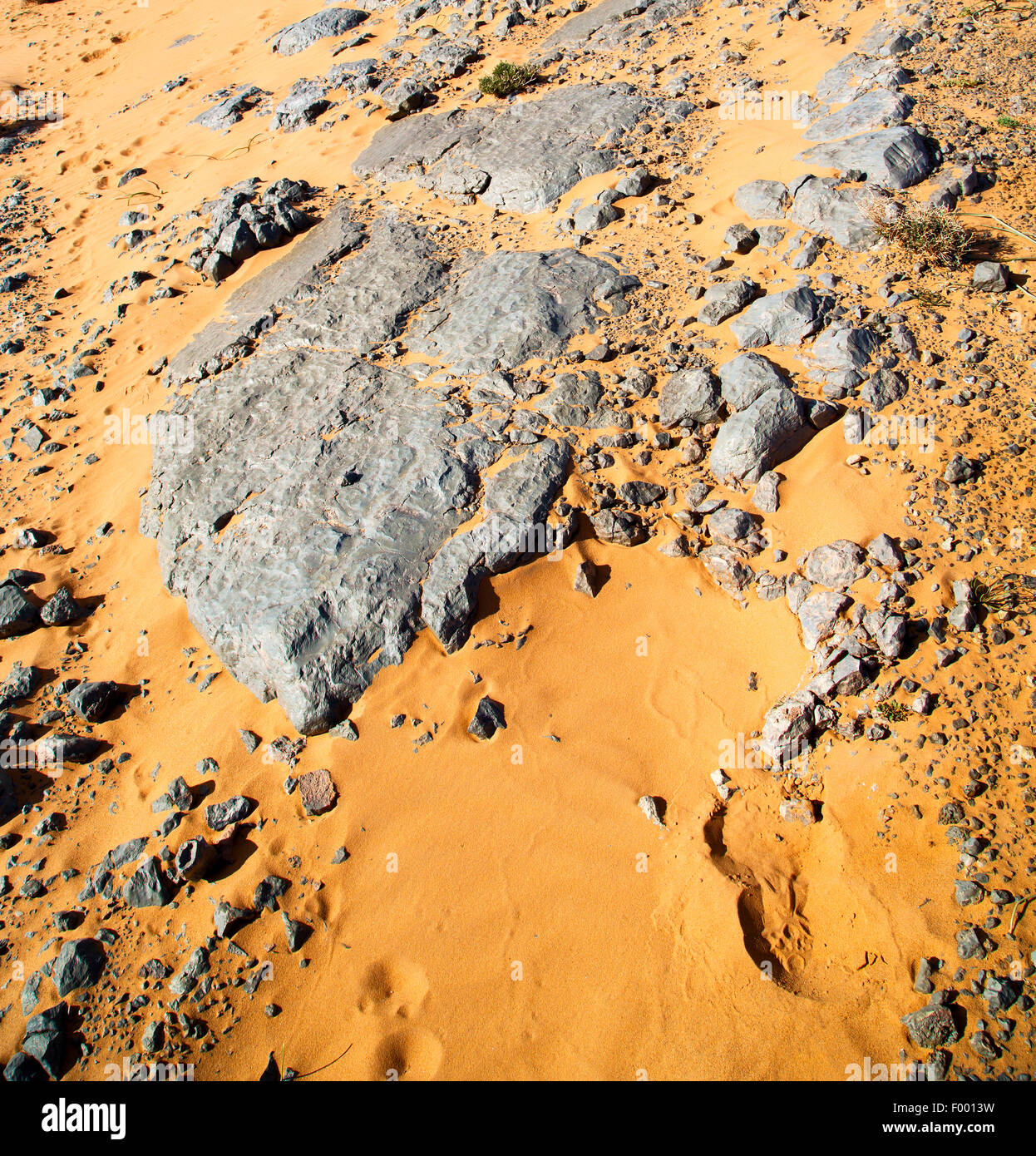 old fossil in the desert of morocco sahara and rock stone sky Stock