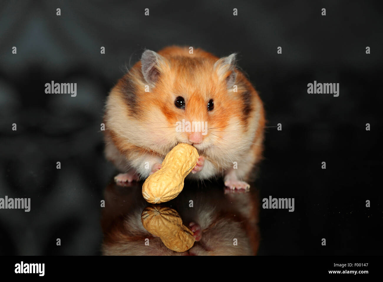golden hamster (Mesocricetus auratus), golden hamster with a peanut