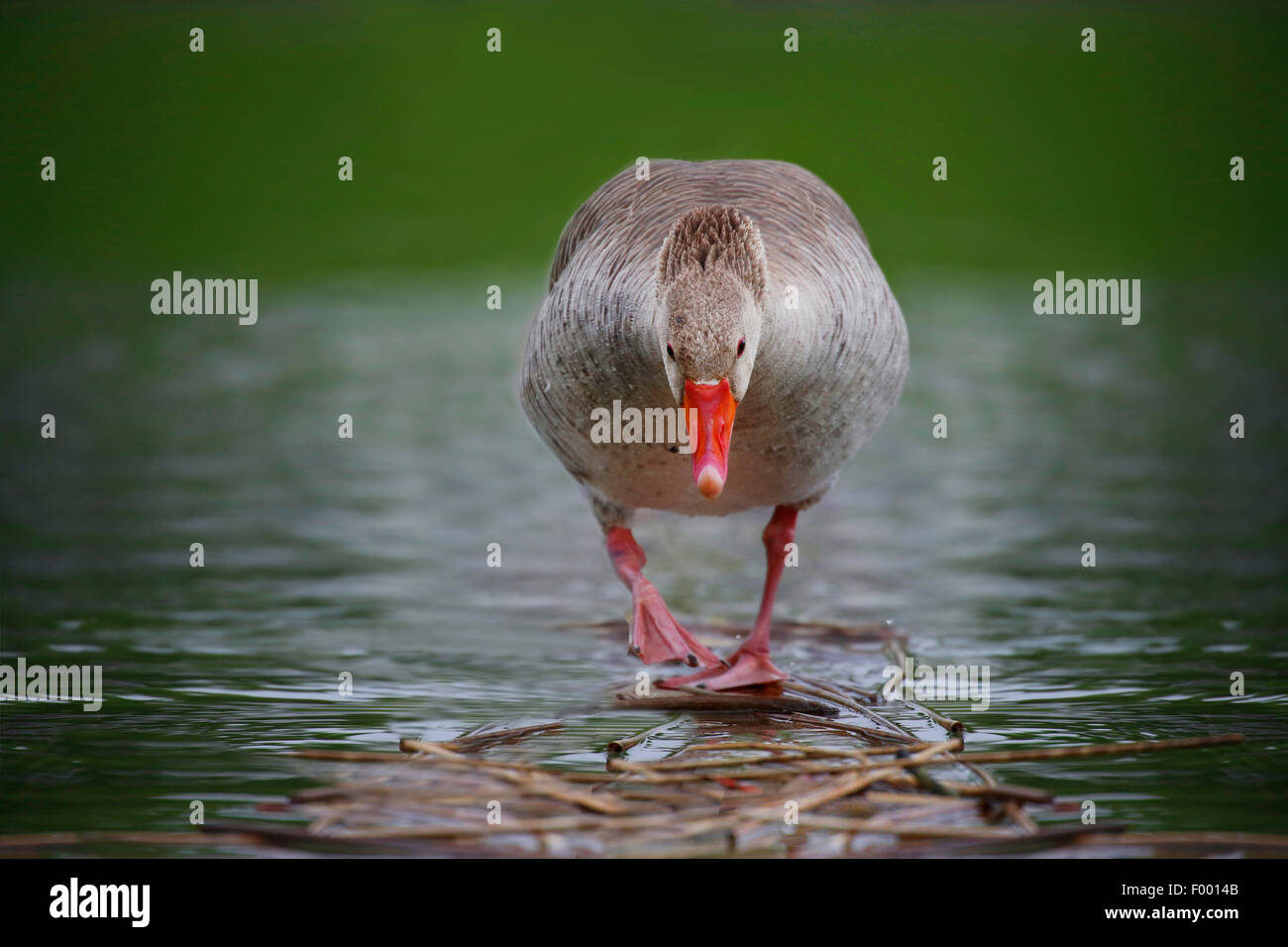 greylag goose (Anser anser), walking to the shore, Germany Stock Photo