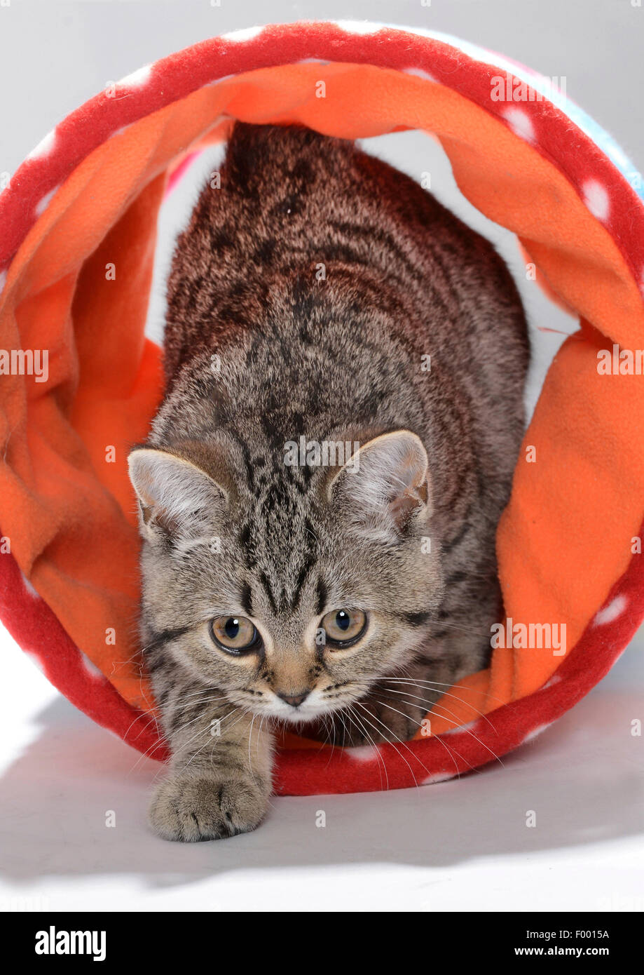 British Shorthair (Felis silvestris f. catus), striped kitten sneaking out of a play tunnel Stock Photo