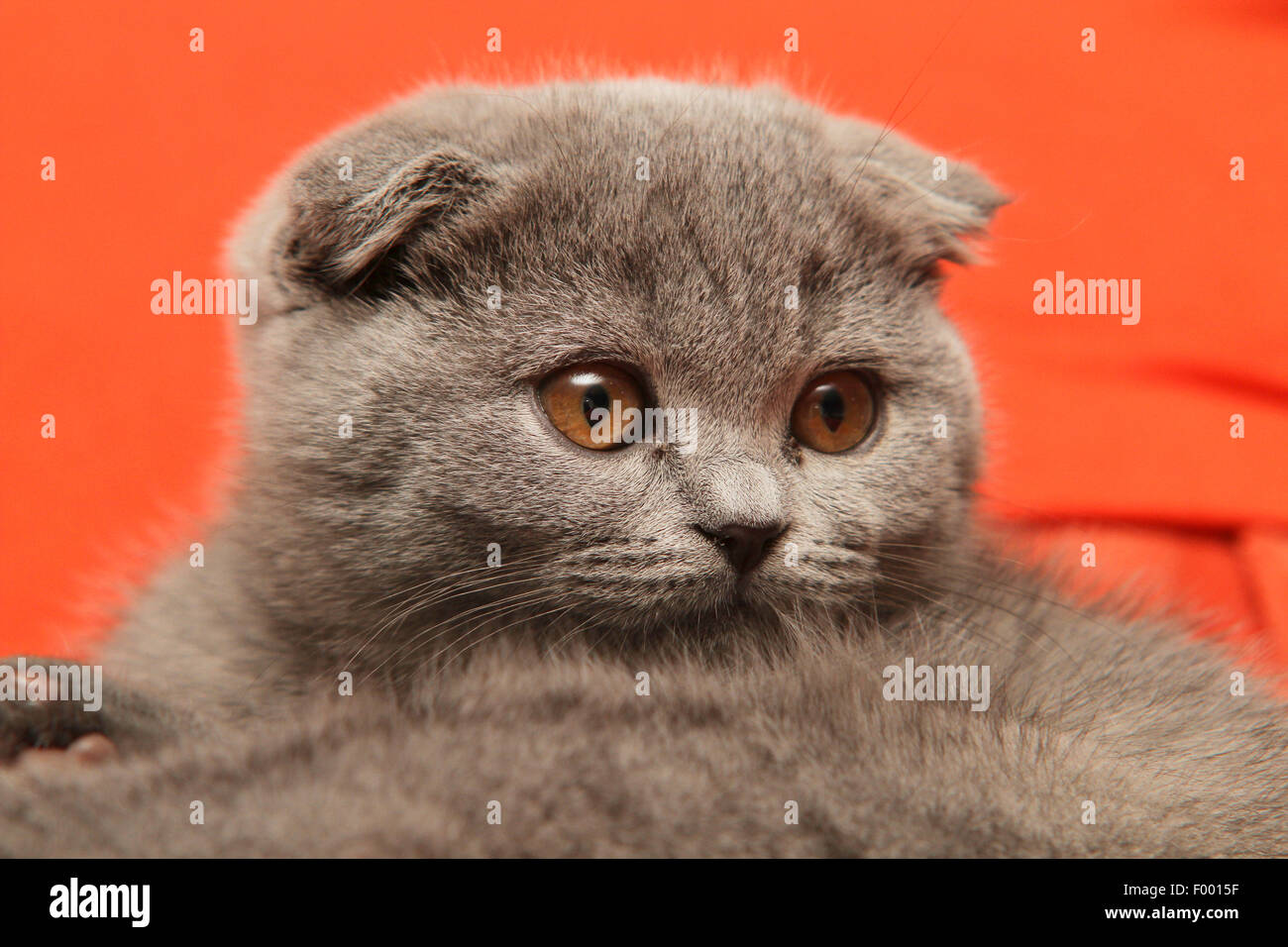 British Shorthair (Felis silvestris f. catus), little grey-haired British Shorthair kitten with floppy ears in front of red background, portrait Stock Photo