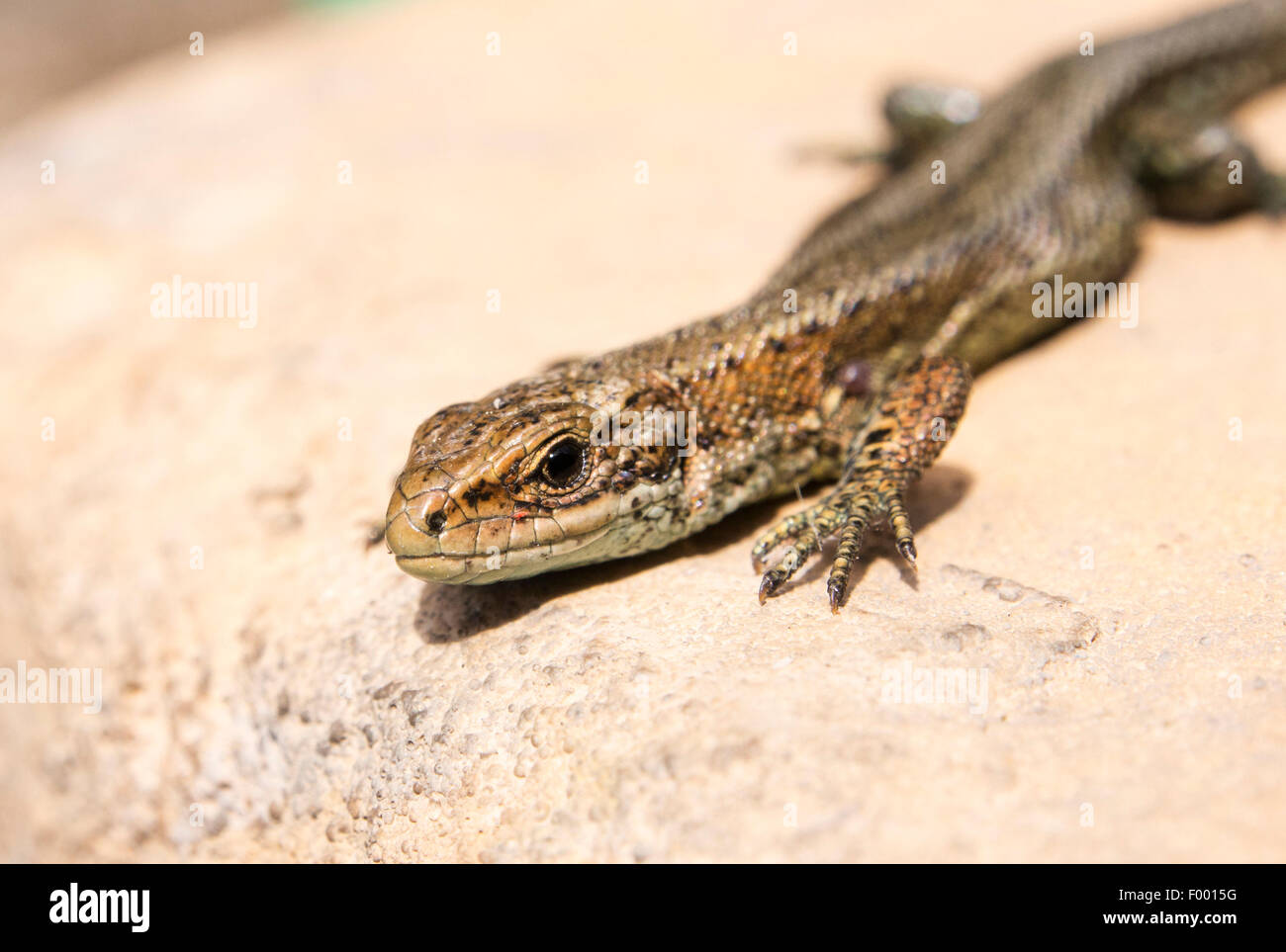 A Common Lizard, Zootoca vivipara, sunning itself on a garden step in Ambleside, Cumbria, UK. Stock Photo