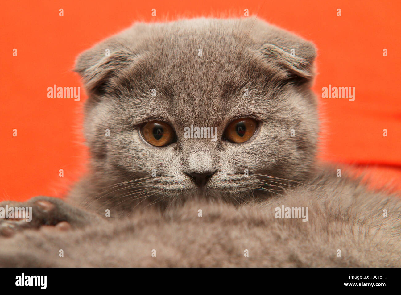 British Shorthair (Felis silvestris f. catus), little grey-haired British Shorthair kitten with floppy ears in front of red background, portrait Stock Photo