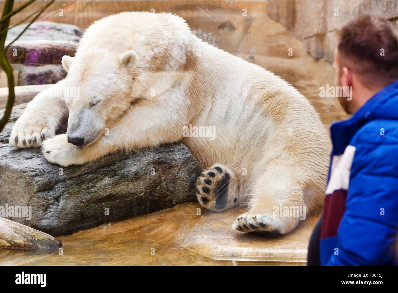 polar bear (Ursus maritimus), man watches a sleeping polar bear at the Wuppertal Zoo, Germany Stock Photo