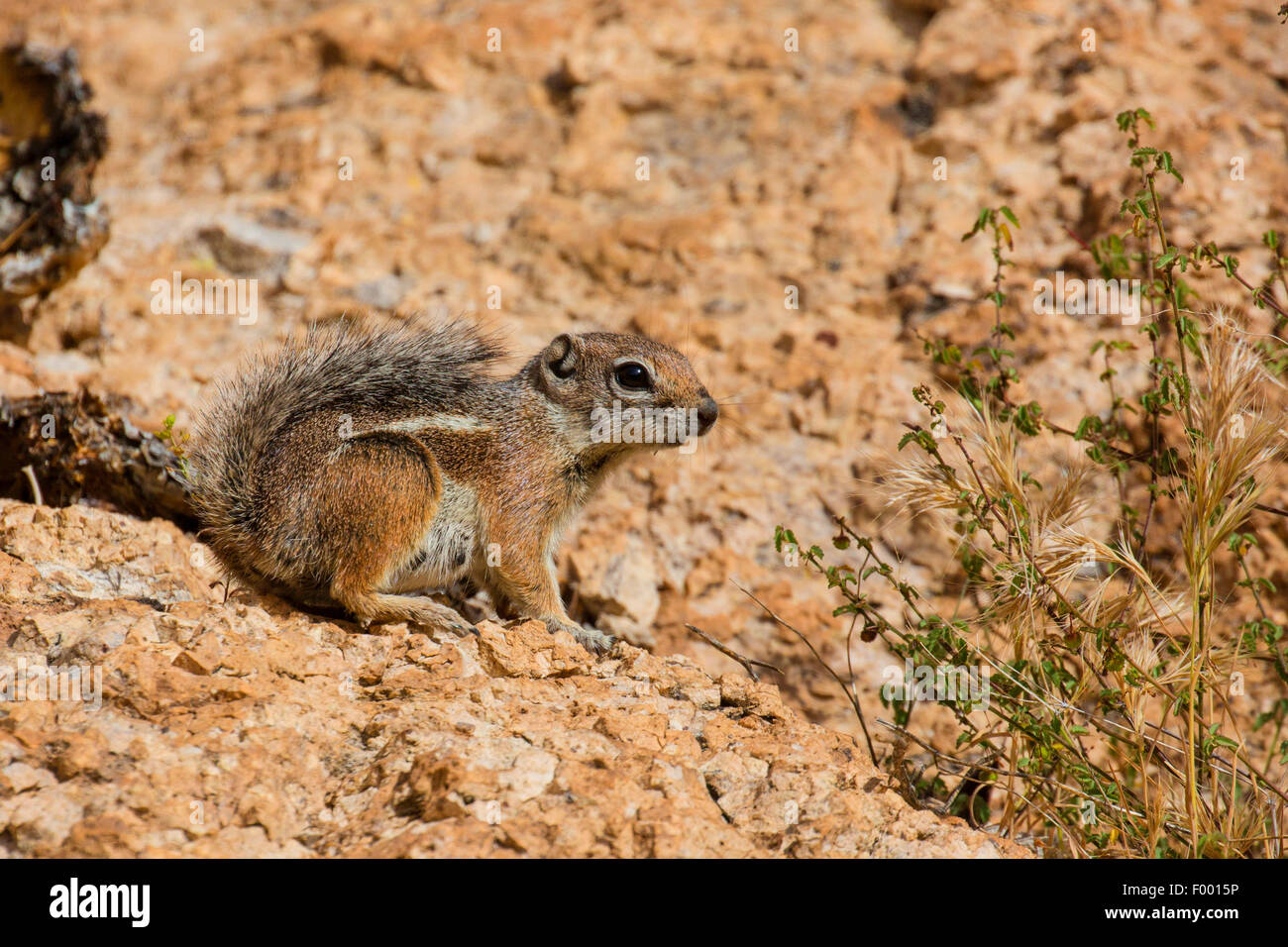 Harris's antelope squirrel (Ammospermophilus harrisii), in its biotop, USA, Arizona, Boyce Thompson Arboretum Stock Photo