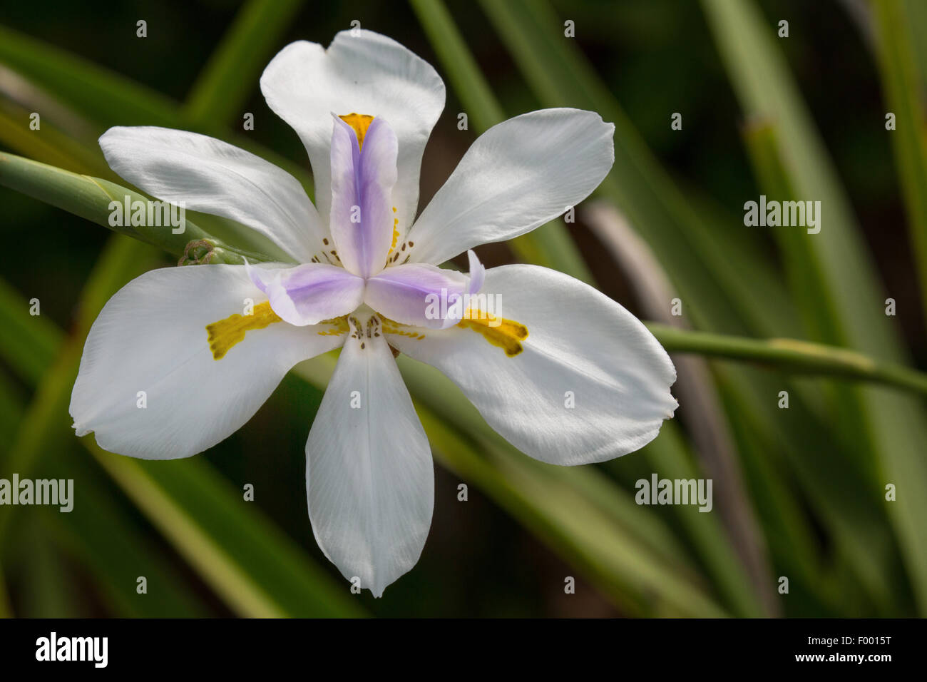 African iris, Cape iris (Dietes iridioides), flower, USA, Florida, Kissimmee Stock Photo