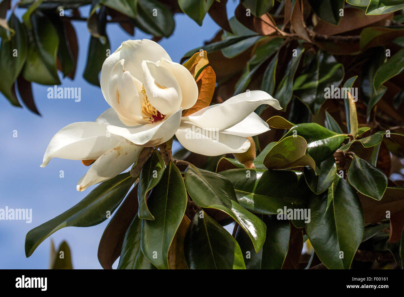 Southern Magnolia, Bull Ray, Evergreen Magnolia (Magnolia grandiflora), flower, USA, Florida Stock Photo