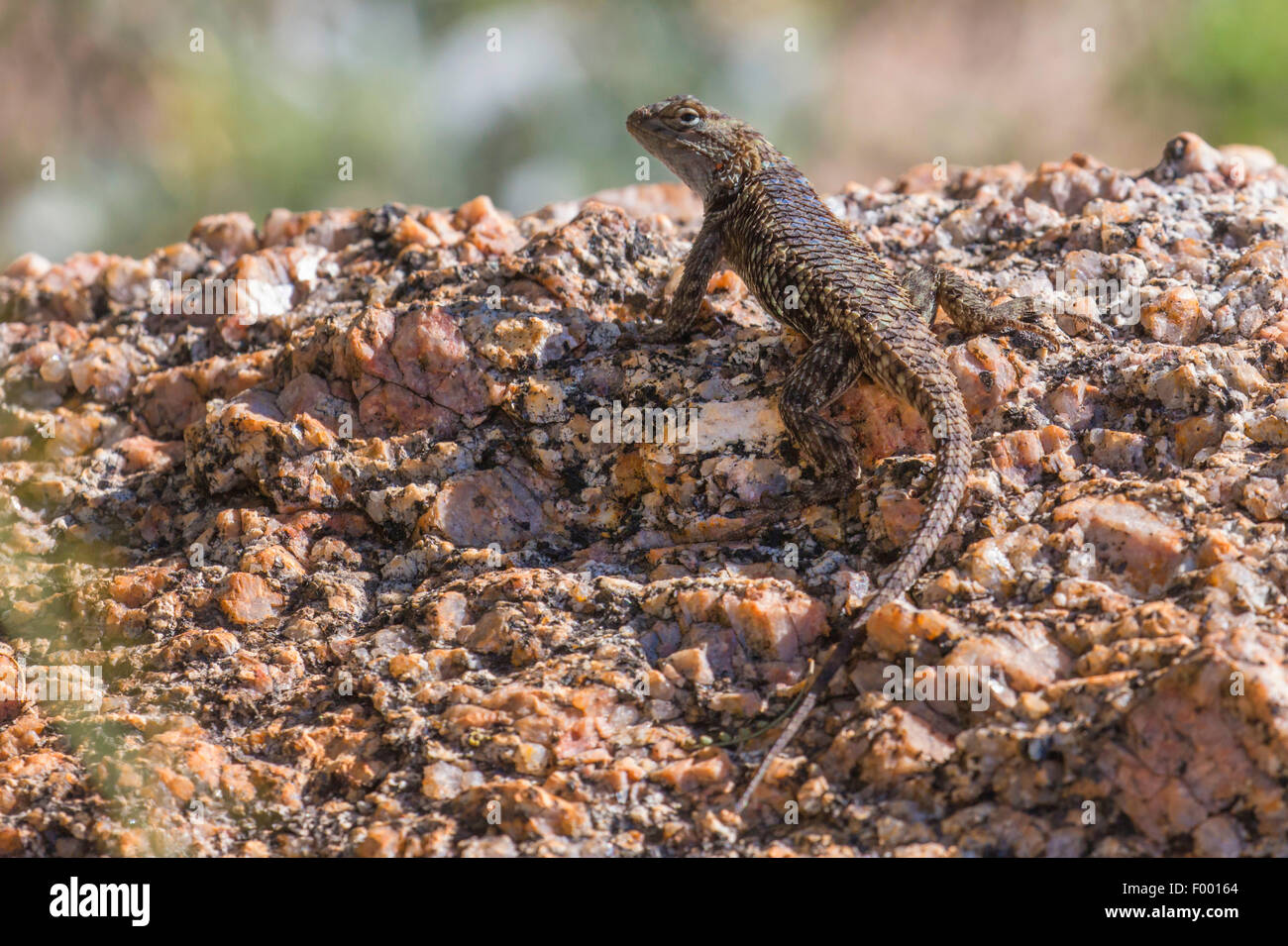 desert spiny lizard (Sceloporus magister), in its habitat, USA, Florida, Pinnacle Peak Stock Photo